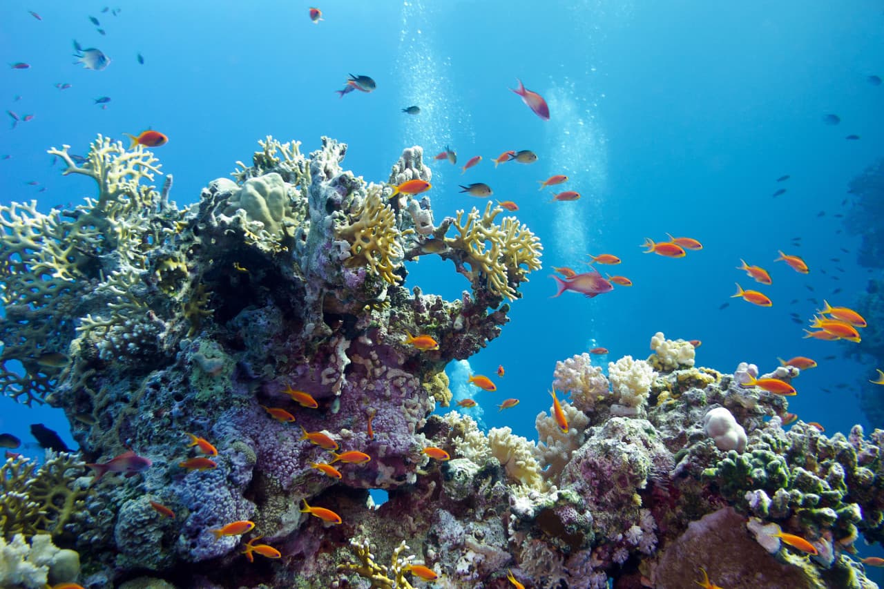 COMBO: SEA LIFE London Aquarium + FREE Hubby eSim - image 4